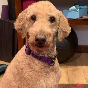 Meet your Posher, Shari